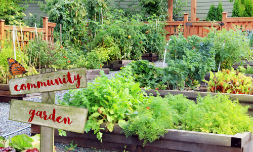 A community garden