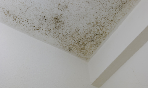 Black mould dots on a ceiling 