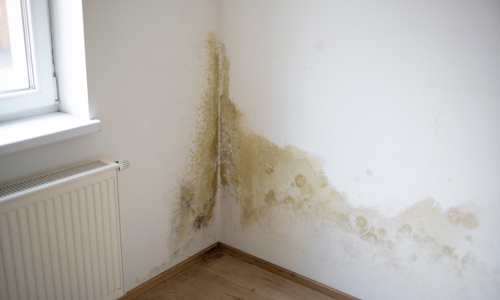 Damp in the corner of a room on the wall, you can see it spreading and it's a green / brown colour with bits of black in it