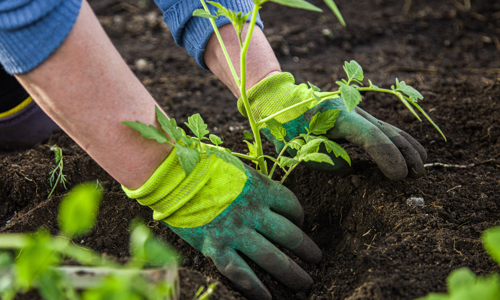 Image of someone's hands with gardening gloves on planting a plant in soil