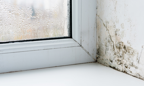 Mould growth on a damp window corner with condensation on the glass.